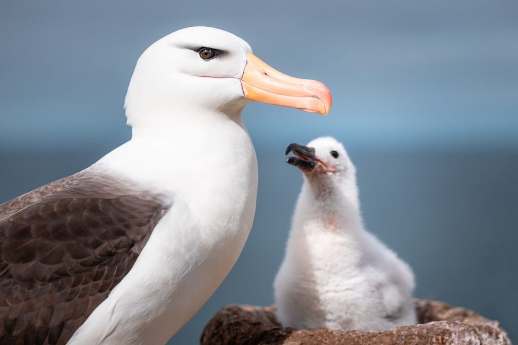 Luxury Expedition Cruise to the Falkland Islands Islas Malvinas With Seabourn - Albatross and chick