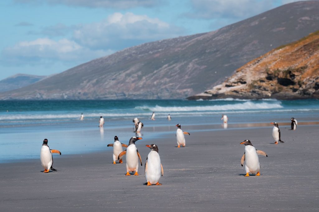 Luxury Expedition Cruise to the Falkland Islands Islas Malvinas With Seabourn - Penguins Saunders Islands