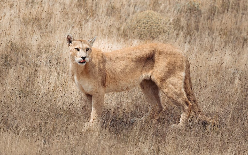 Best Things To Do in Torres del Paine National Park Patagonia - Puma Viewing Tour