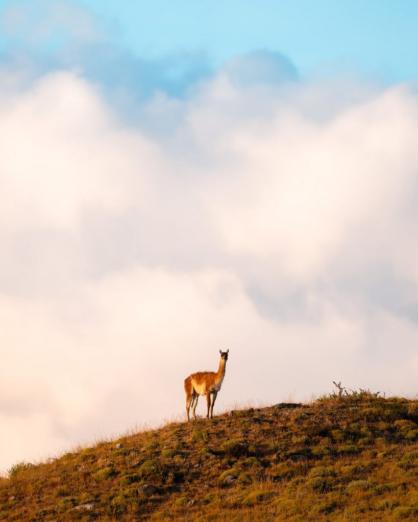 Tips for Planning a Trip to Torres del Paine National Park Patagonia - Guanaco